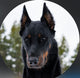 @utah.the.beauceron