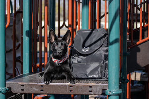 The New Puppy Survival Guide