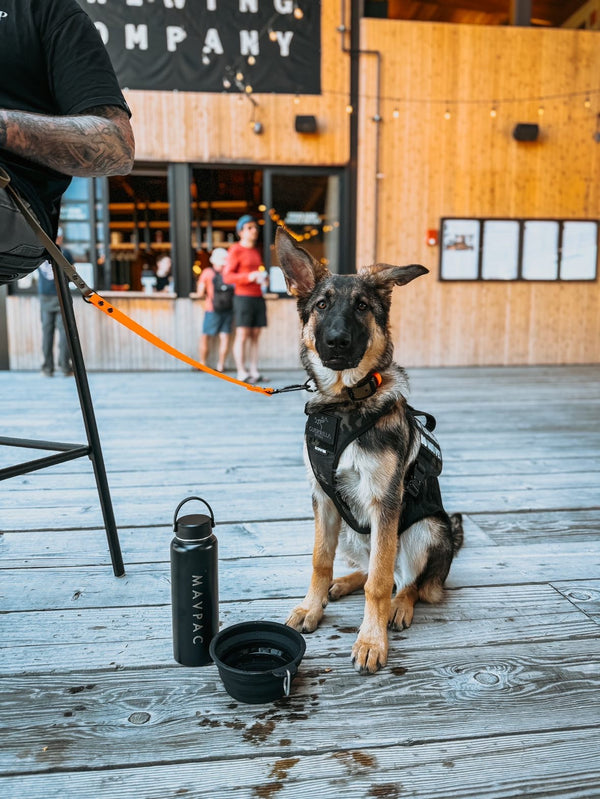 What Dog Owners Actually Need on Daily Outings