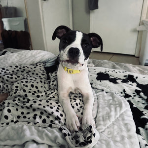 Daisy-Lou