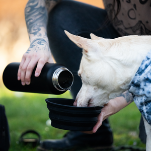 mavpac travel friendly pop up water bowl for dogs 